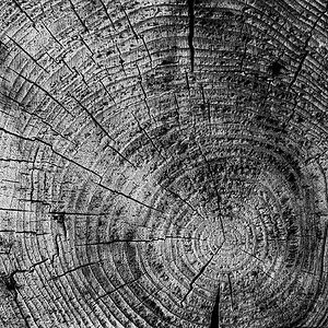 Holz.jpg