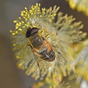 Schwebfliege 3.jpg