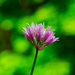 Frische