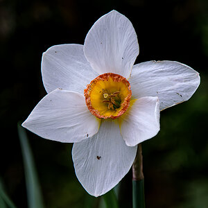 Iris.jpg