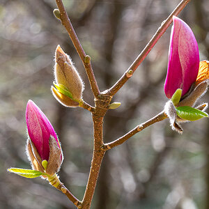 Magnolie