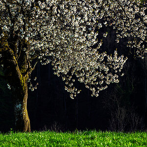 Frühling.jpg