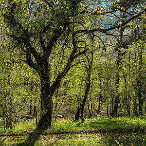 Frühling.jpg