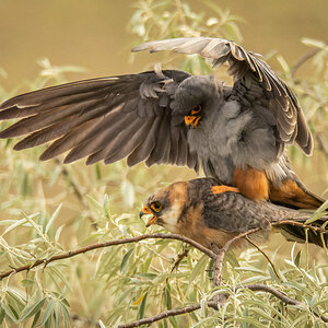 2022-07-01 10 Red-footed Falcons Mating.jpg