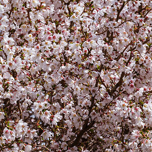 Prunus-spec.jpg