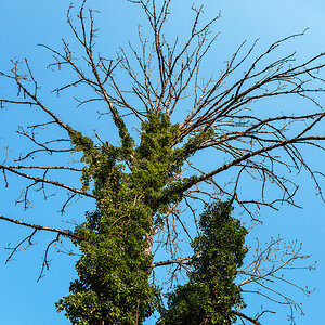 Baum.jpg