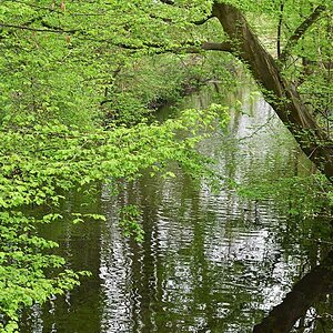 Frühling an der Aue.jpg
