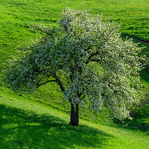 Baum.jpg