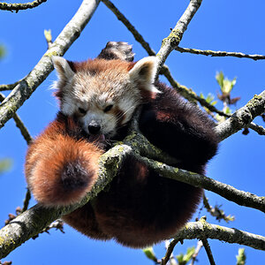 Kleiner Panda