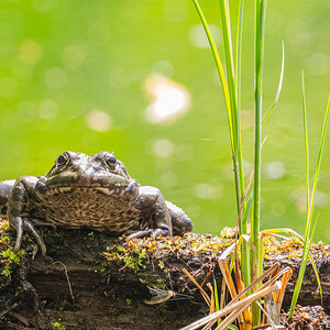 Frosch2Unbekannt.jpg