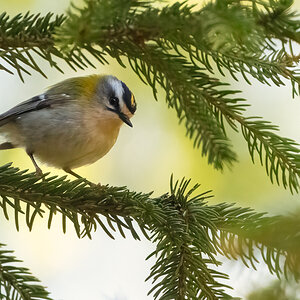 Sommergoldhähnchen2.jpg