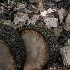 Baumpuzzle
