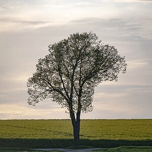 Dicke Linde