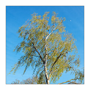 113/365 Soccer Mommy – Some Sunny Day © 2026 Sabine Lommatzsch