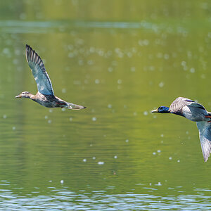 TwoDucksInFlight.jpg
