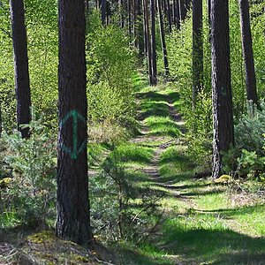 Waldweg im Frühling.jpg