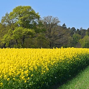 Frühling in der Feldmark 1.jpg