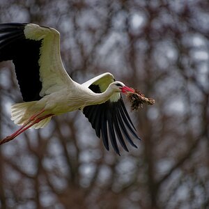 Storch mit Horstbaumaterial.jpg
