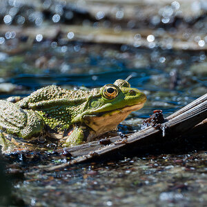 Wasserfrosch.jpg