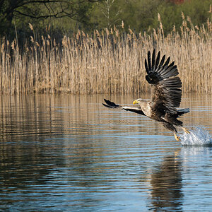 Seeadler 1