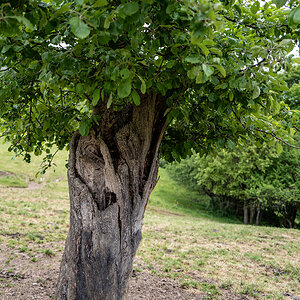 Apfelbaum.jpg
