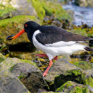 NZ9_4562_Austernfischermit Muschel_IA_5-2024.jpg