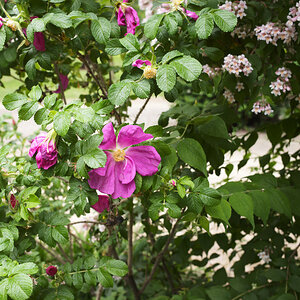L1008148-A.jpg