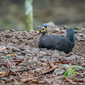 Hammerhuhn.jpg