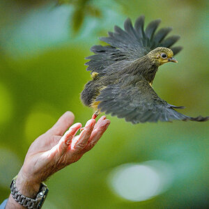 Hammerhuhn-Jungvogel.jpg