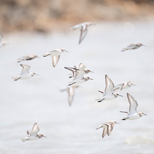 Sanderling.jpg