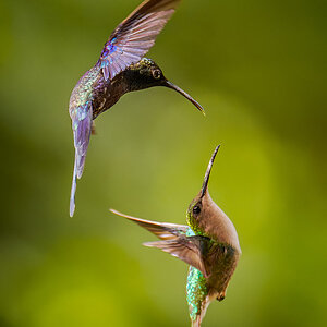 Violettkronennymphe und Weißnackenkolibri.jpg