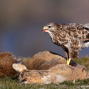 Mäusebussard
