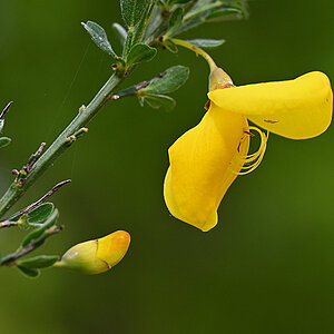 Ginsterblüte.jpg