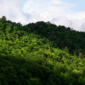 Wald.jpg