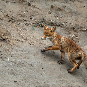 Fuchs1.jpg