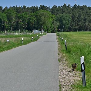 Wildwechsel 3_2.jpg