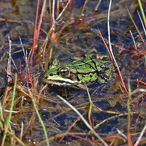 Wasserfrosch.jpg