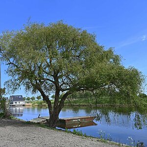 Weide an der Harle.jpg