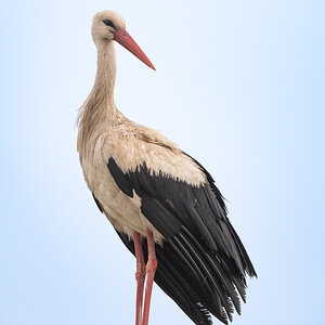 Storch.jpg