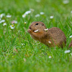 Ziesel_Blumenwiese.jpg