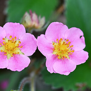 Walderdbeeren.jpg