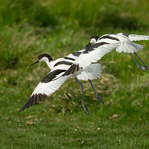NZ9_9395_Säbelschnäbler Duo_Odinsloch_IA_5-2026.jpg