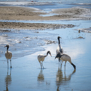 2026-04-07 17 Black-necked Cranes.jpg