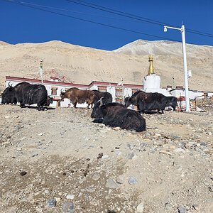 2026-04-07 49 Yaks.jpg