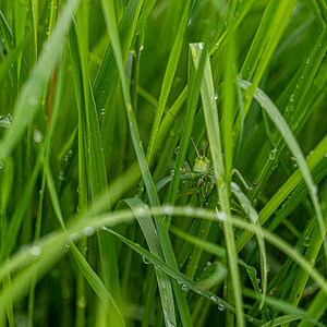Suchbild in Grün