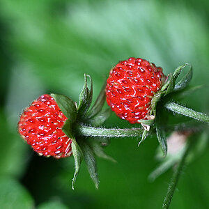 Walderdbeeren 2.jpg