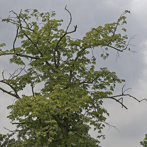 _Z509527_DxOAxl.jpg
