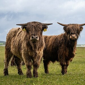 Zotteltiere