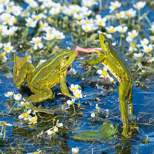 Froschbussi.jpg