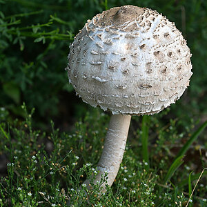 Parasol.jpg